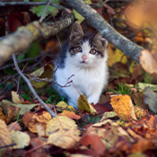 chat et feuilles d'automne